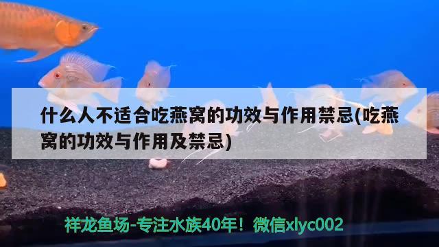 什么人不适合吃燕窝的功效与作用禁忌(吃燕窝的功效与作用及禁忌) 马来西亚燕窝