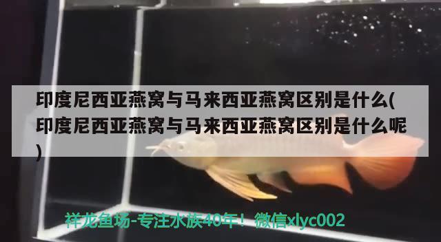 印度尼西亚燕窝与马来西亚燕窝区别是什么(印度尼西亚燕窝与马来西亚燕窝区别是什么呢) 马来西亚燕窝