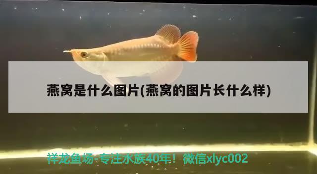 燕窝是什么图片(燕窝的图片长什么样) 马来西亚燕窝 第2张