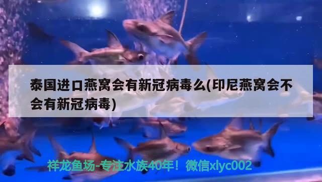 泰国进口燕窝会有新冠病毒么(印尼燕窝会不会有新冠病毒) 马来西亚燕窝