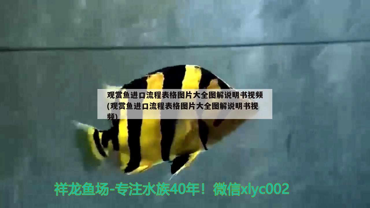 观赏鱼进口流程表格图片大全图解说明书视频(观赏鱼进口流程表格图片大全图解说明书视频) 观赏鱼进出口