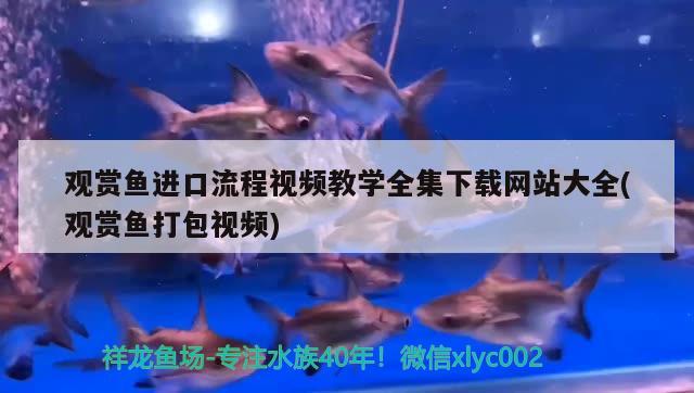 观赏鱼进口流程视频教学全集下载网站大全(观赏鱼打包视频)