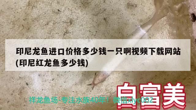 印尼龙鱼进口价格多少钱一只啊视频下载网站(印尼红龙鱼多少钱) 印尼红龙鱼