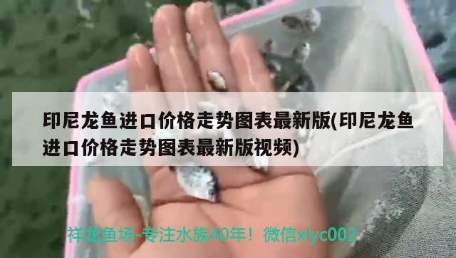 印尼龙鱼进口价格走势图表最新版(印尼龙鱼进口价格走势图表最新版视频) 观赏鱼进出口 第4张