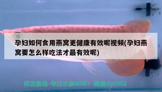 孕妇如何食用燕窝更健康有效呢视频(孕妇燕窝要怎么样吃法才最有效呢)