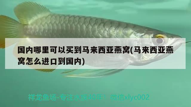 国内哪里可以买到马来西亚燕窝(马来西亚燕窝怎么进口到国内) 马来西亚燕窝