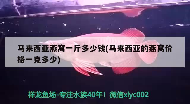 马来西亚燕窝一斤多少钱(马来西亚的燕窝价格一克多少) 马来西亚燕窝