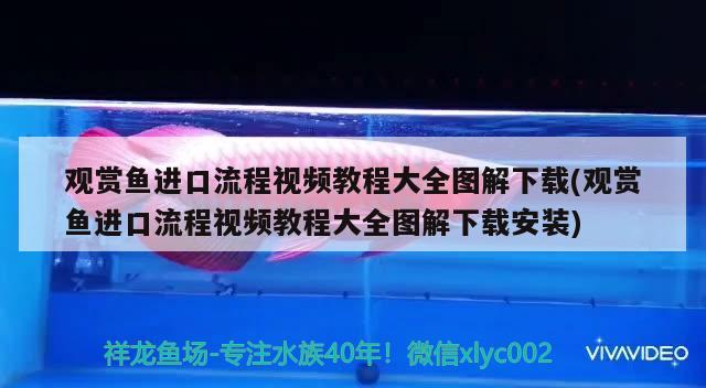 观赏鱼进口流程视频教程大全图解下载(观赏鱼进口流程视频教程大全图解下载安装)