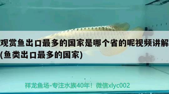 观赏鱼出口最多的国家是哪个省的呢视频讲解(鱼类出口最多的国家) 观赏鱼进出口