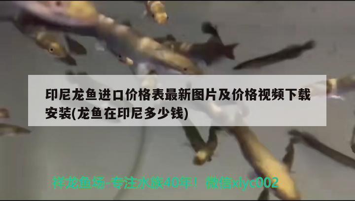 印尼龙鱼进口价格表最新图片及价格视频下载安装(龙鱼在印尼多少钱) 观赏鱼进出口