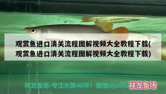 观赏鱼进口清关流程图解视频大全教程下载(观赏鱼进口清关流程图解视频大全教程下载)