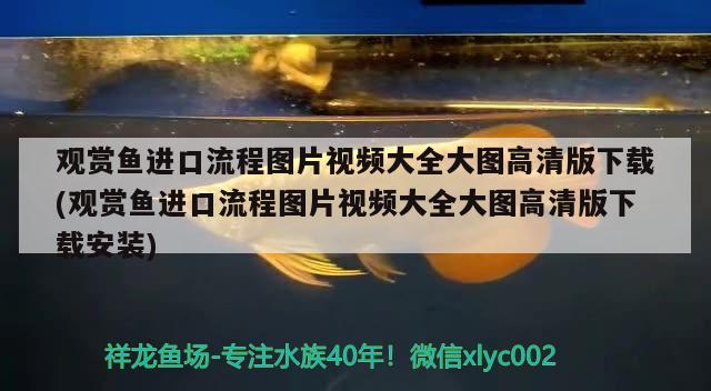 观赏鱼进口流程图片视频大全大图高清版下载(观赏鱼进口流程图片视频大全大图高清版下载安装)