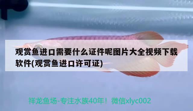 观赏鱼进口需要什么证件呢图片大全视频下载软件(观赏鱼进口许可证) 观赏鱼进出口