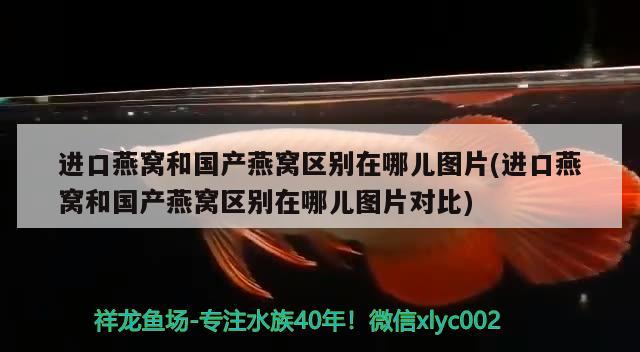 进口燕窝和国产燕窝区别在哪儿图片(进口燕窝和国产燕窝区别在哪儿图片对比)