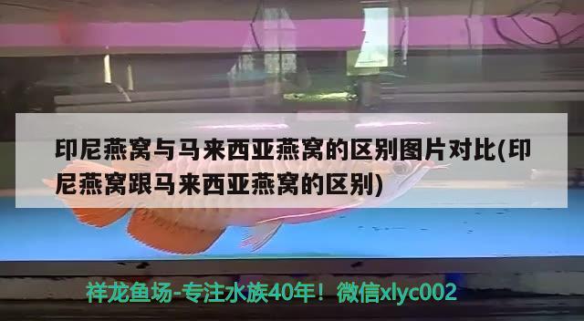 印尼燕窝与马来西亚燕窝的区别图片对比(印尼燕窝跟马来西亚燕窝的区别) 马来西亚燕窝