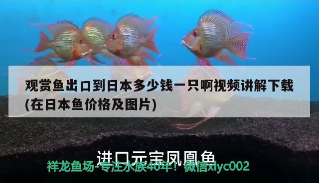 观赏鱼出口到日本多少钱一只啊视频讲解下载(在日本鱼价格及图片) 观赏鱼进出口