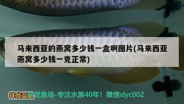 马来西亚的燕窝多少钱一盒啊图片(马来西亚燕窝多少钱一克正常) 马来西亚燕窝