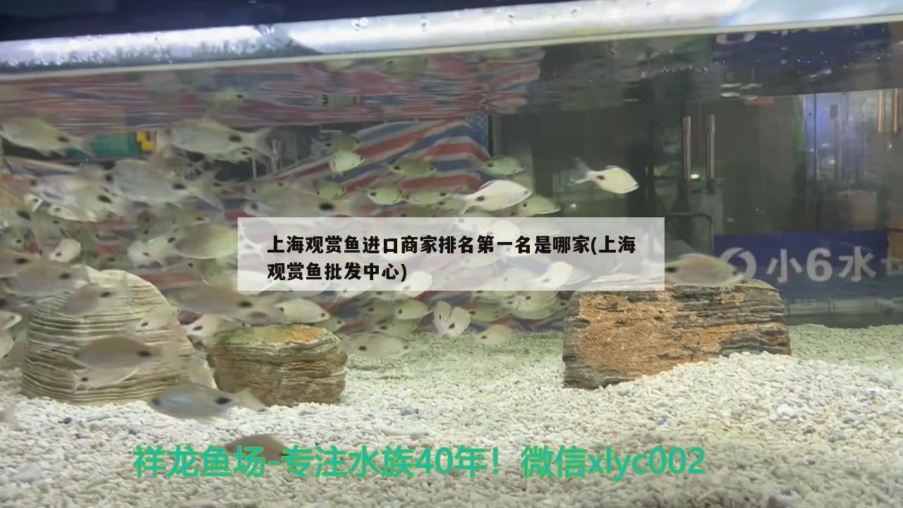 上海观赏鱼进口商家排名第一名是哪家(上海观赏鱼批发中心) 观赏鱼进出口