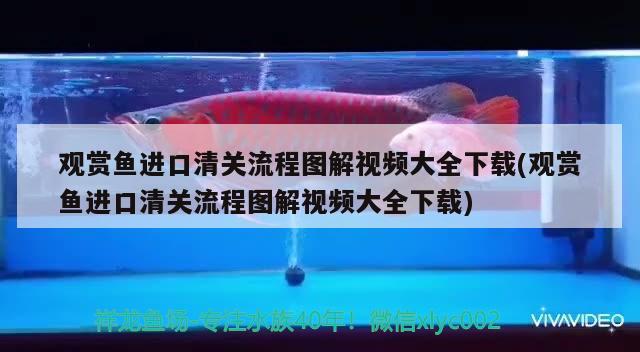 观赏鱼进口清关流程图解视频大全下载(观赏鱼进口清关流程图解视频大全下载)