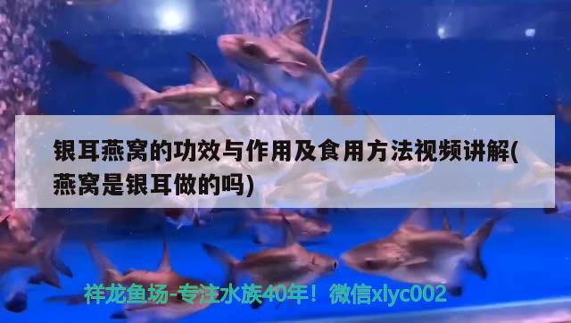 银耳燕窝的功效与作用及食用方法视频讲解(燕窝是银耳做的吗)