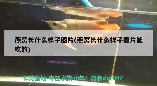 燕窝长什么样子图片(燕窝长什么样子图片能吃的) 马来西亚燕窝 第3张