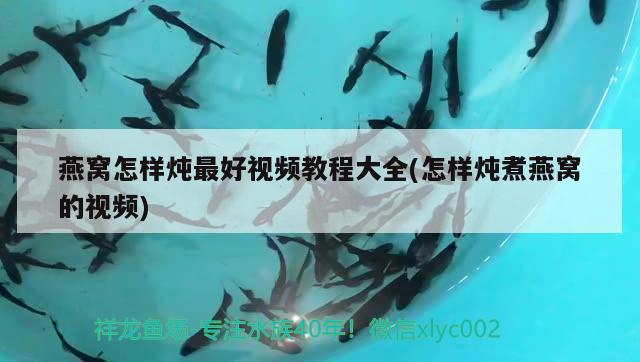 燕窝怎样炖最好视频教程大全(怎样炖煮燕窝的视频) 马来西亚燕窝