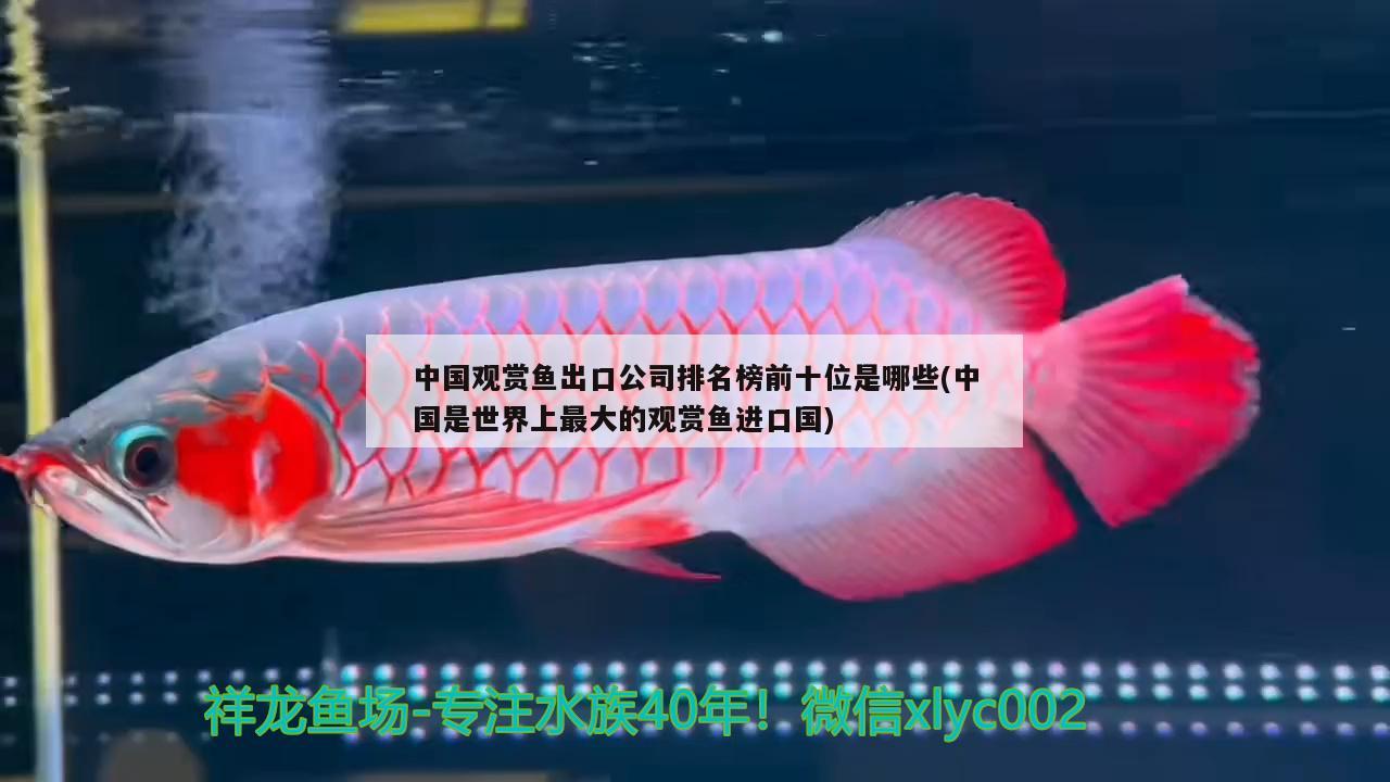 中国观赏鱼出口公司排名榜前十位是哪些(中国是世界上最大的观赏鱼进口国) 观赏鱼进出口