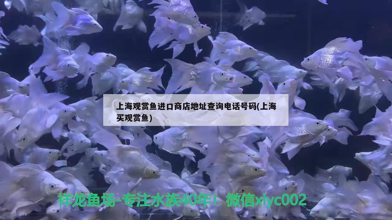 上海观赏鱼进口商店地址查询电话号码(上海买观赏鱼)