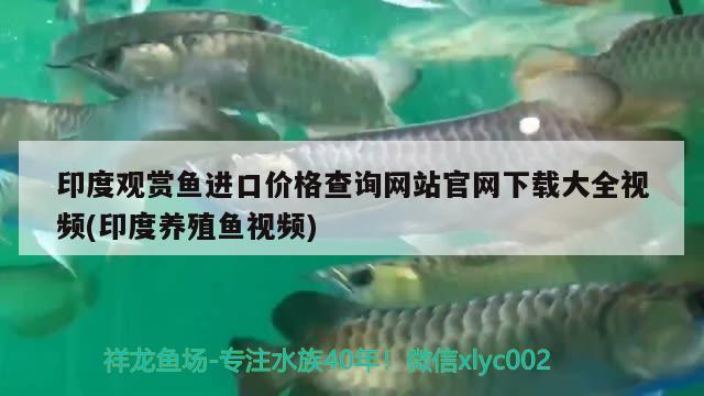 印度观赏鱼进口价格查询网站官网下载大全视频(印度养殖鱼视频)