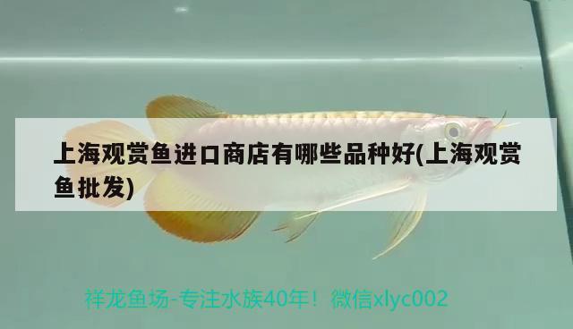 上海观赏鱼进口商店有哪些品种好(上海观赏鱼批发) 观赏鱼进出口