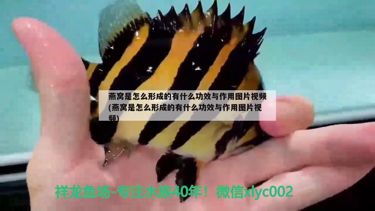 燕窝是怎么形成的有什么功效与作用图片视频(燕窝是怎么形成的有什么功效与作用图片视频) 马来西亚燕窝