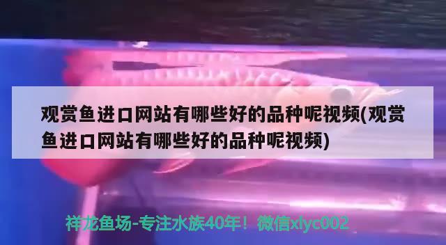 观赏鱼进口网站有哪些好的品种呢视频(观赏鱼进口网站有哪些好的品种呢视频)