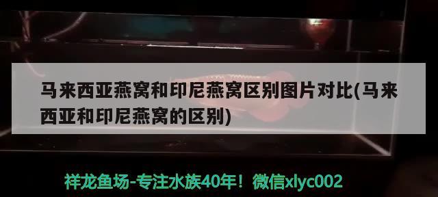 马来西亚燕窝和印尼燕窝区别图片对比(马来西亚和印尼燕窝的区别) 马来西亚燕窝