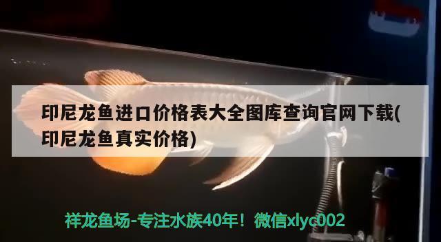 印尼龙鱼进口价格表大全图库查询官网下载(印尼龙鱼真实价格) 观赏鱼进出口