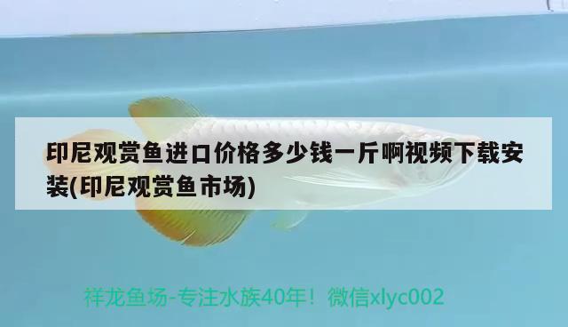 印尼观赏鱼进口价格多少钱一斤啊视频下载安装(印尼观赏鱼市场) 观赏鱼进出口