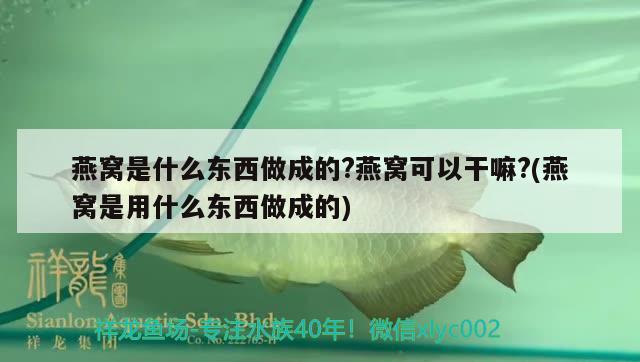 燕窝是什么东西做成的?燕窝可以干嘛?(燕窝是用什么东西做成的) 马来西亚燕窝 第3张