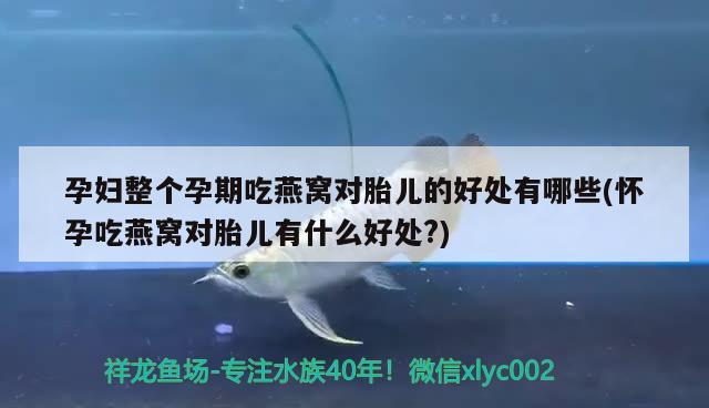 孕妇整个孕期吃燕窝对胎儿的好处有哪些(怀孕吃燕窝对胎儿有什么好处?)