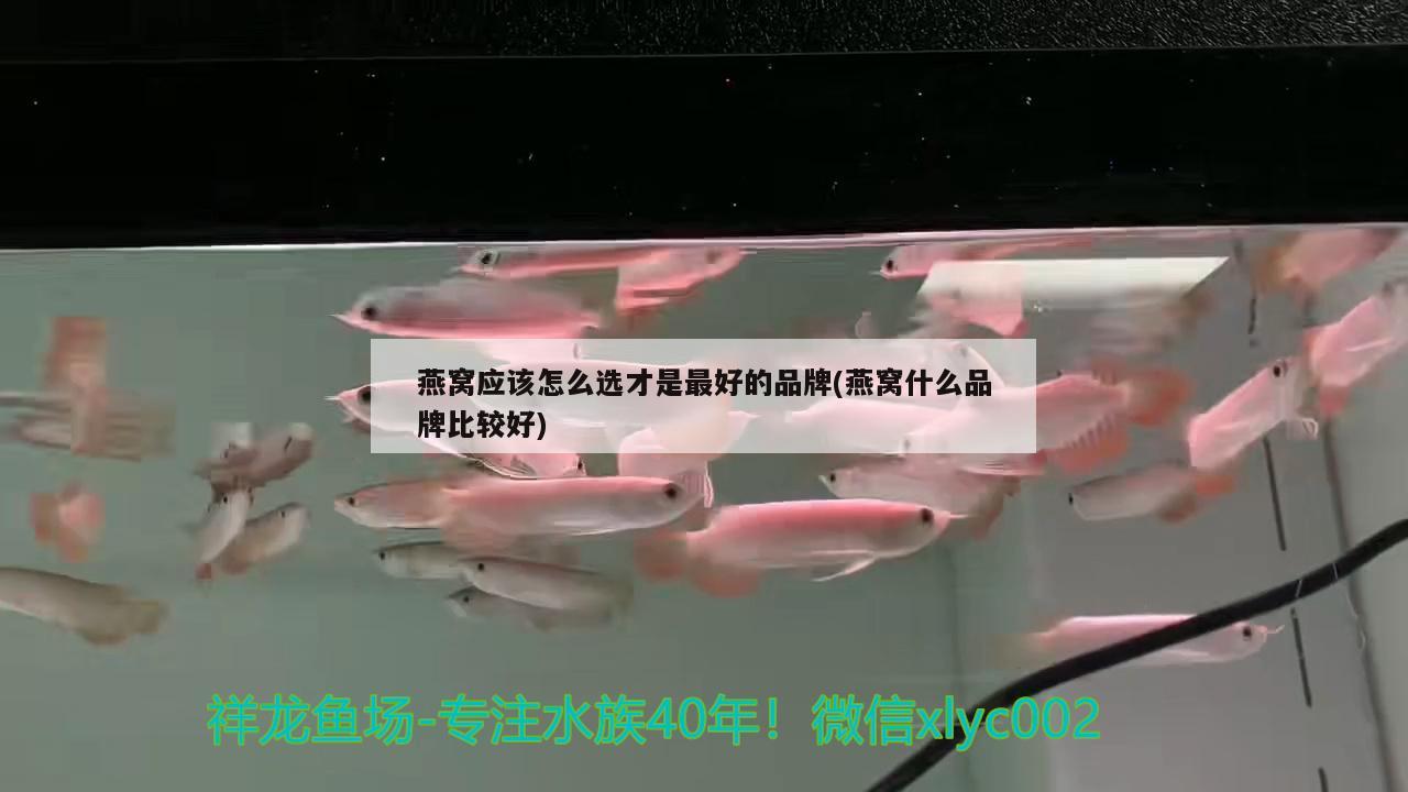 燕窝应该怎么选才是最好的品牌(燕窝什么品牌比较好) 马来西亚燕窝