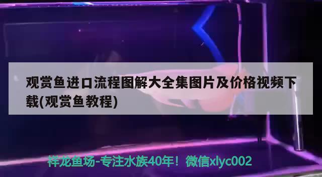 观赏鱼进口流程图解大全集图片及价格视频下载(观赏鱼教程) 观赏鱼进出口