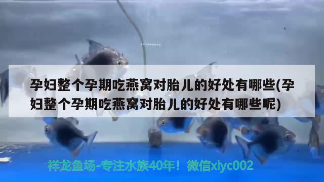 孕妇整个孕期吃燕窝对胎儿的好处有哪些(孕妇整个孕期吃燕窝对胎儿的好处有哪些呢)