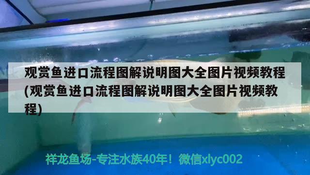 观赏鱼进口流程图解说明图大全图片视频教程(观赏鱼进口流程图解说明图大全图片视频教程)