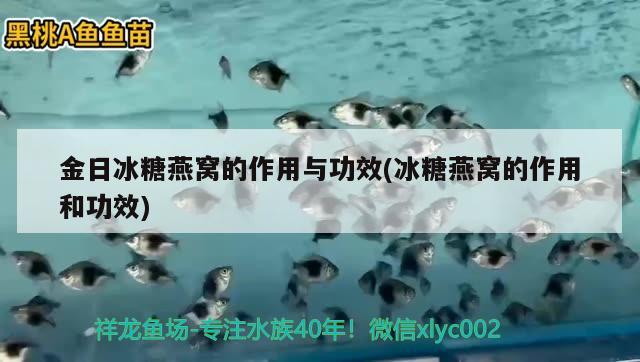 金日冰糖燕窝的作用与功效(冰糖燕窝的作用和功效) 马来西亚燕窝