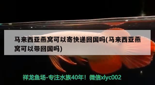 马来西亚燕窝可以寄快递回国吗(马来西亚燕窝可以带回国吗) 马来西亚燕窝