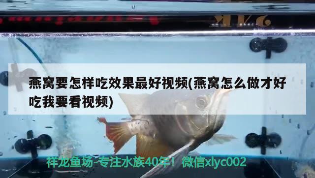 燕窝要怎样吃效果最好视频(燕窝怎么做才好吃我要看视频) 马来西亚燕窝