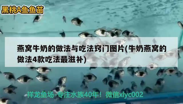 燕窝牛奶的做法与吃法窍门图片(牛奶燕窝的做法4款吃法最滋补)