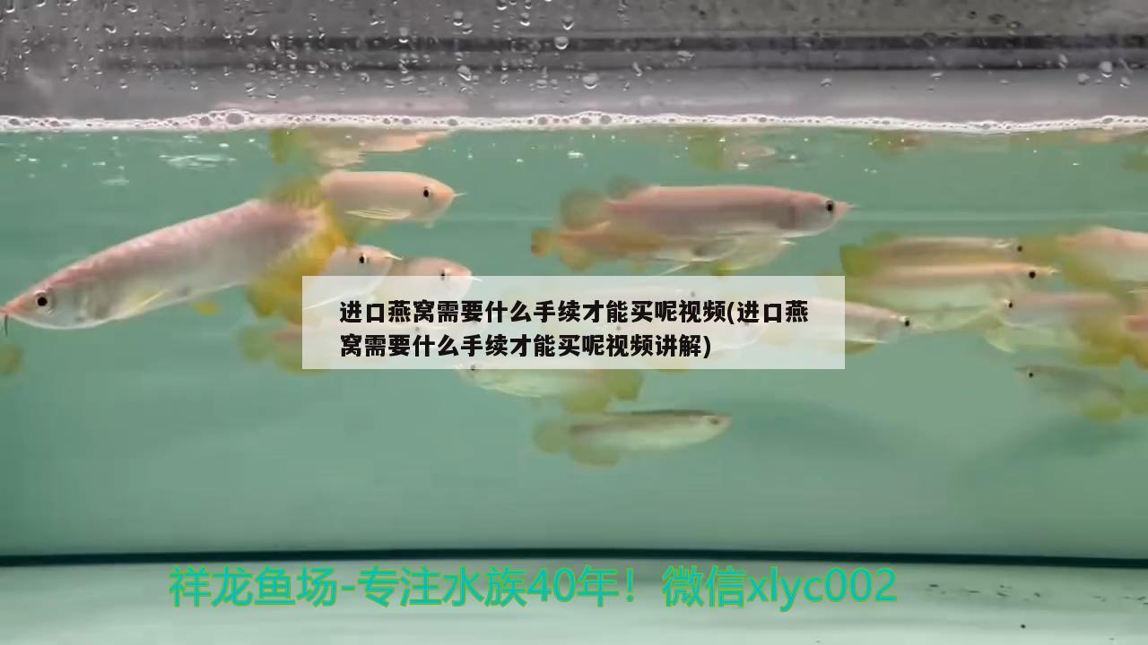 进口燕窝需要什么手续才能买呢视频(进口燕窝需要什么手续才能买呢视频讲解) 马来西亚燕窝