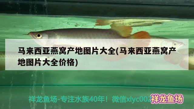 马来西亚燕窝产地图片大全(马来西亚燕窝产地图片大全价格) 马来西亚燕窝