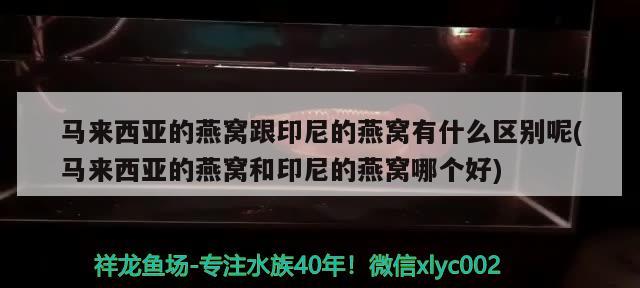 马来西亚的燕窝跟印尼的燕窝有什么区别呢(马来西亚的燕窝和印尼的燕窝哪个好)