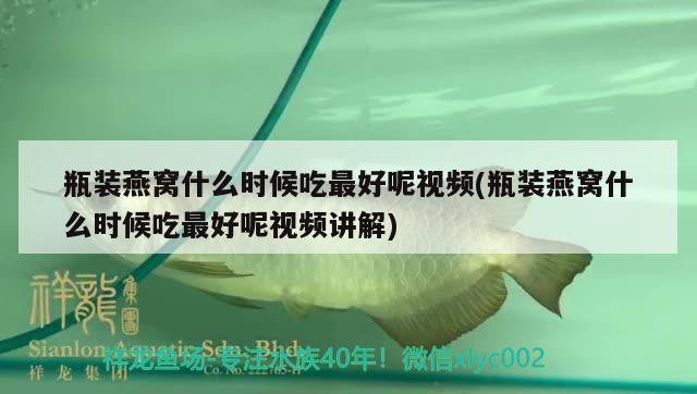 瓶装燕窝什么时候吃最好呢视频(瓶装燕窝什么时候吃最好呢视频讲解) 马来西亚燕窝