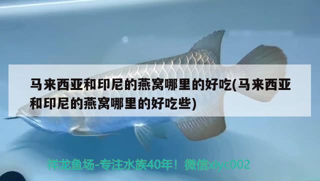 马来西亚和印尼的燕窝哪里的好吃(马来西亚和印尼的燕窝哪里的好吃些) 马来西亚燕窝